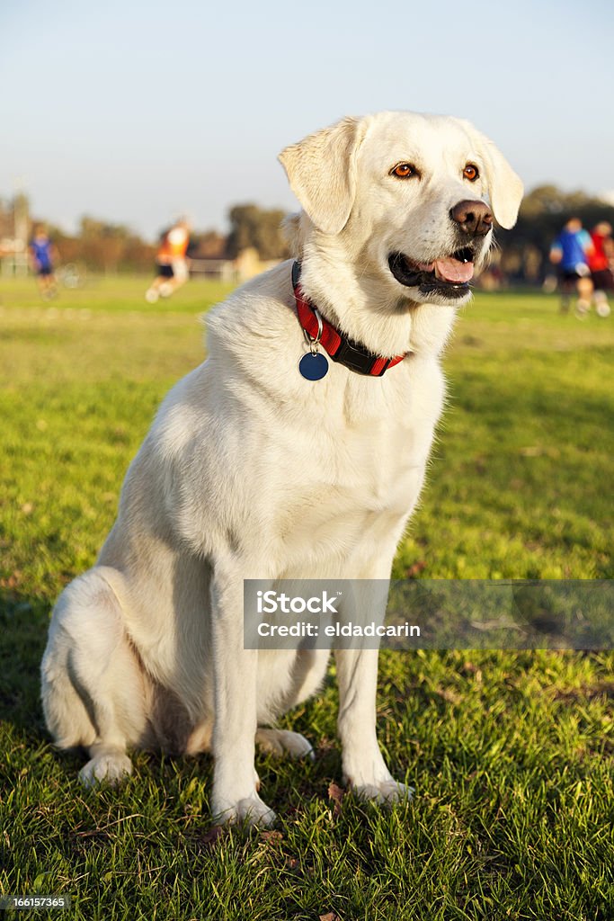 ミックスラブラドール公園で犬のポートレート - まぶしいのロイヤリティフリーストックフォト