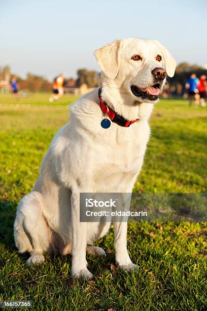 ミックスラブラドール公園で犬のポートレート - まぶしいのストックフォトや画像を多数ご用意 - まぶしい, アウトフォーカス, イヌ科