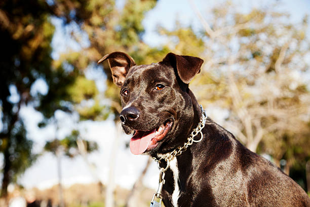 istock Mixed Pitbull Dog Portrait at the Park 166157367