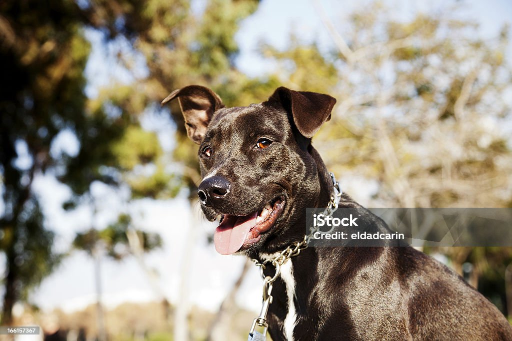 Mixed Pitbull Cão retrato no parque - Royalty-free Animal Foto de stock