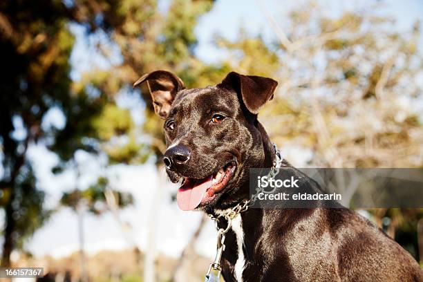 Mixed Pitbull Cão Retrato No Parque - Fotografias de stock e mais imagens de Animal - Animal, Animal Doméstico, Animal de Estimação