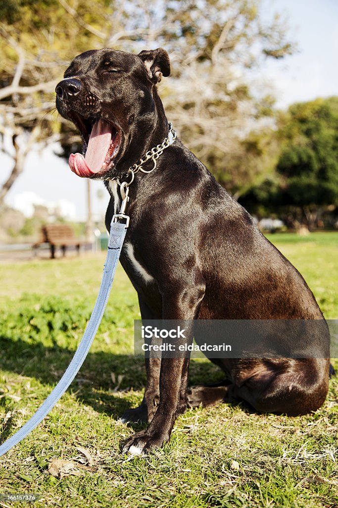 Mixed Pitbull Dog Yawn Portrait at the Park Portrait of a mixed Pitbull dog caught in the middle of a yawn, sitting on the grass at the park on a sunny day. Animal Stock Photo