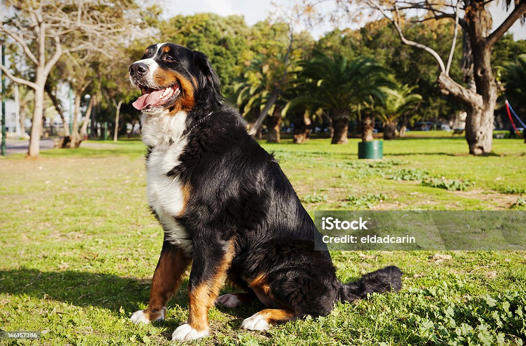 Berner Sennenhund Portrait de chien dans le parc - Photo de Animal femelle libre de droits
