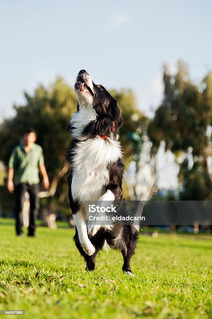 Collie Border cachorro pulando no parque - Foto de stock de Cão royalty-free