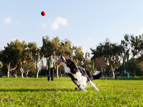 A Border Collie dog caught in the middle of running after a red rubber ball, on a sunny day at an urban park. His owner can be seen observing the action from the background.