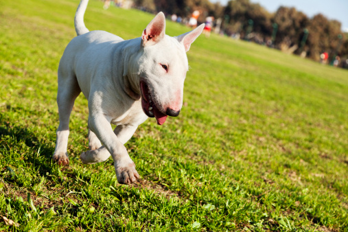 A Bull Terrier walking happily on the grass at an urban park.