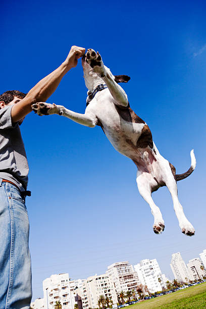 istock Dog Jumping for Food 166157418