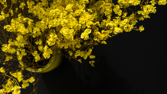 still life on black background with some yellow flowers in a flowerpot. Still life concept