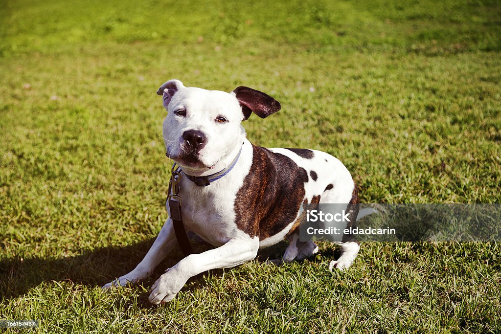 Pitbull Hund sitzend auf Rasen - Lizenzfrei Bildschärfe Stock-Foto