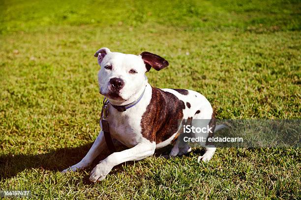 Pitbull Hund Sitzend Auf Rasen Stockfoto und mehr Bilder von Bildschärfe - Bildschärfe, Braun, Bunt - Farbton