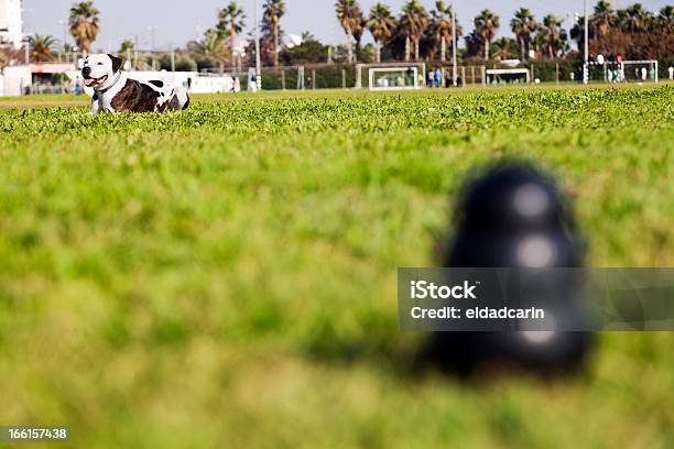 茶色休息の公園で犬 Chew トーイ - おもちゃのストックフォトや画像を多数ご用意 - おもちゃ, まぶしい, アウトフォーカス