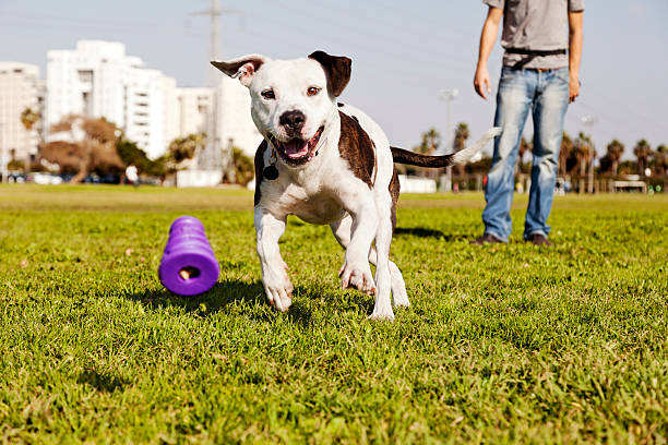 istock Pitbull Running after Dog Chew Toy 166157439