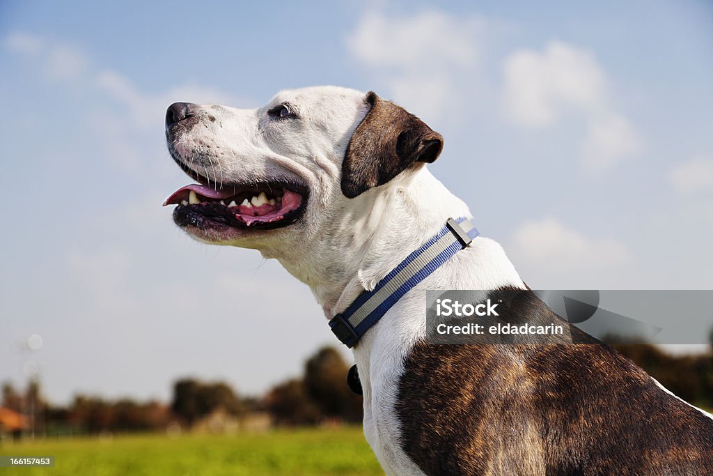 Pitbull feliz en el parque - Foto de stock de Aire libre libre de derechos