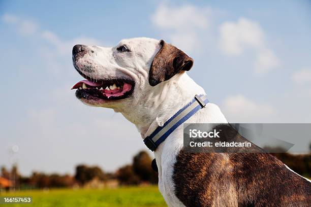 Pitbull Feliz No Parque - Fotografias de stock e mais imagens de Animal - Animal, Ao Ar Livre, Arfar