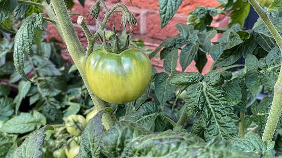 Close-up of the small unripe tomatoes on the branch, at backyard garden