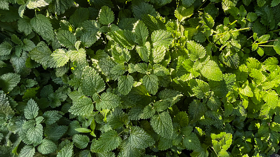 Close up of lemon balm herb. Spearmint, Labiatae, Mentha Spicata