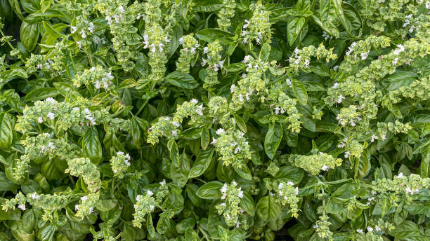 Fresh green basil plants in growth at field