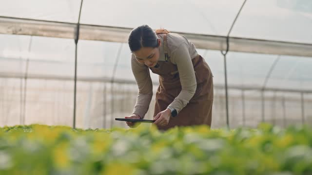 Farmer using digital tablet in the vegetable farm, organic smart farm control by science technology, Smart farming