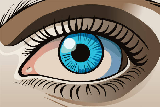 illustrazioni stock, clip art, cartoni animati e icone di tendenza di primo piano dell'occhio umano - human eye cartoon looking blue eyes