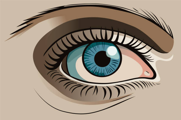 illustrazioni stock, clip art, cartoni animati e icone di tendenza di vettore del primo piano dell'occhio della donna - human eye cartoon looking blue eyes