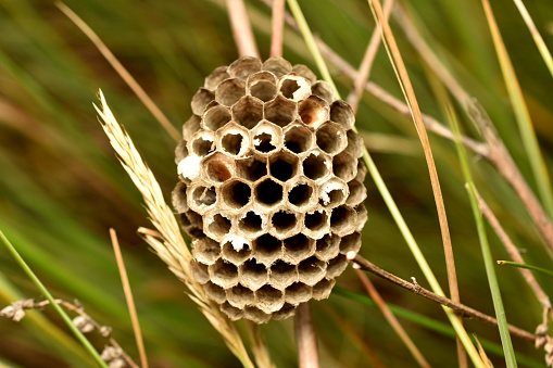 A wasp nest, honeycomb, without insects, is fixed on a grass stem.