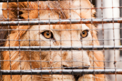 León en una jaula photo