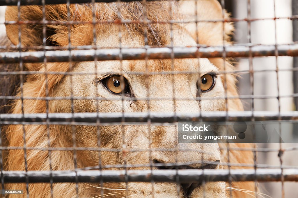 Lion in a cage Lion - Feline Stock Photo