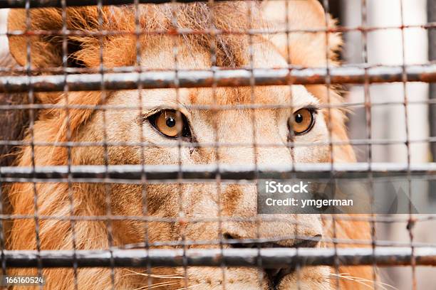 Lion In A Cage Stock Photo - Download Image Now - Lion - Feline, Trapped, Cage