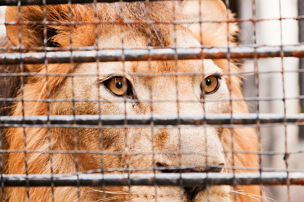 lion in a cage - animals in captivity stok fotoğraflar ve resimler
