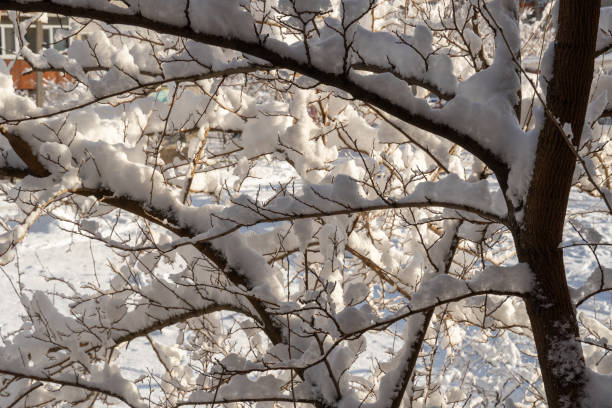 istock Close-up of a winter snow covered branch. Snowfall. 1661609382
