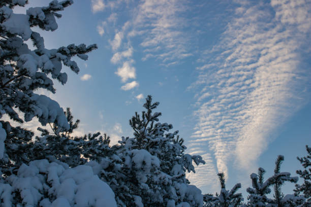 istock Close-up of branches pine trees covered with white snow in the forest. 1661610995
