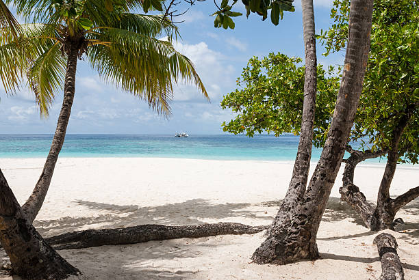 istock Tropical island beach, Ari Atoll, Maldives 166161301