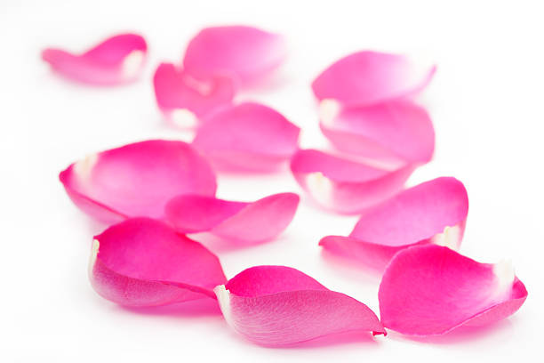 istock Pink rose petals isolated on white 166161519
