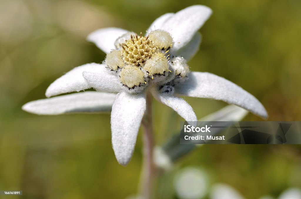 Macro of edelweiss flower Macro of edelweiss flower (Leontopodium alpinum) in the French Alps at La Plagne, Savoie department. Botany Stock Photo