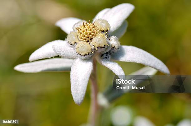 Macro De Flor Edelvais - Fotografias de stock e mais imagens de Alpes Europeus - Alpes Europeus, Alpes franceses, Amarelo