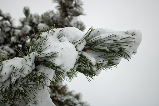 Pine branch in the snow close up. Winter landscape with snow covered pine trees.