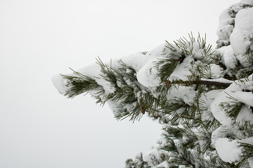 Pine branch in the snow close up. Winter landscape with snow covered pine trees.