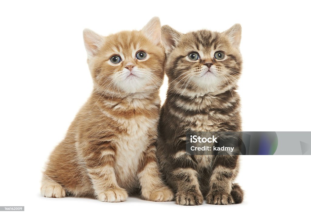 Two British Shorthair kitten cat isolated Two british shorthair brown and red kitten cat isolated Alertness Stock Photo