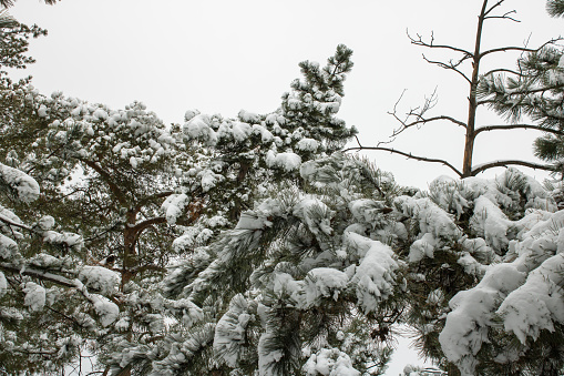 Winter landscape with snow covered pine trees.