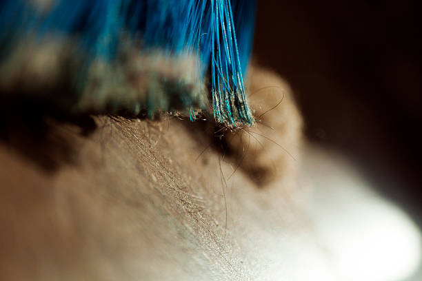 istock Broom, Dust and Fur Ball on Parquet Floor 166162072