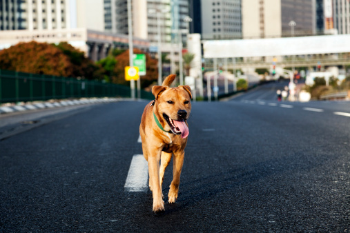 A beautiful medium-sized ginger dog looking at the camera while running in the middle of an empty downtown street, with blurry cluster of skyscrapers in the background.