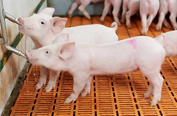 group of young piglet drinking water at pig breeding farm