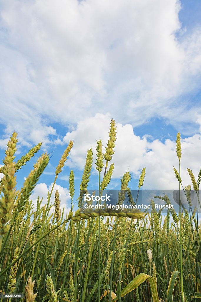 Orelhas de trigo e céu nublado - Foto de stock de Agricultura royalty-free