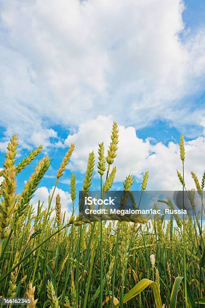 Foto de Orelhas De Trigo E Céu Nublado e mais fotos de stock de Agricultura - Agricultura, Amarelo, Azul