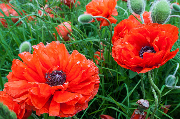 Poppy field stock photo