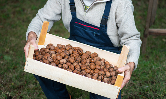 Male farmer holding freshly picked walnut fruits in a crate. Homegrown organic food and agriculture abstract