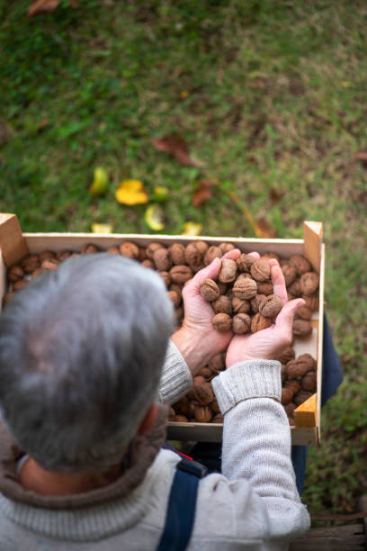 istock Senior man holding freshly picked walnuts in a crate 1661629730