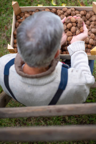 istock Senior man holding freshly picked walnuts in a crate 1661630242