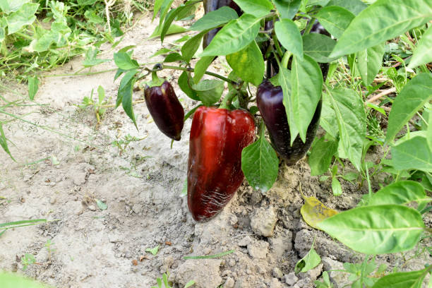 istock Sweet bell pepper ripens on a bush. 1661636185