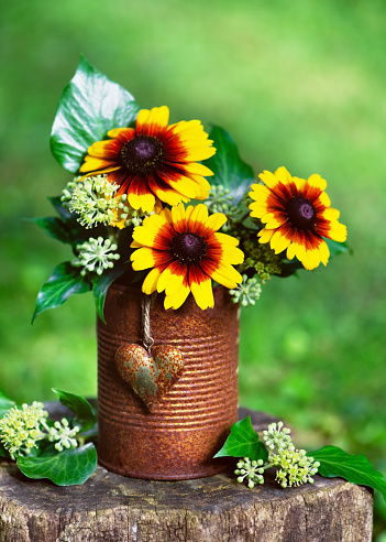 Beautiful yellow, orange globular or Black Eyed Susan flowers and ivy blossom in rusty tins with decor rustic heart. Garden still life. Selective focus. Copy space.